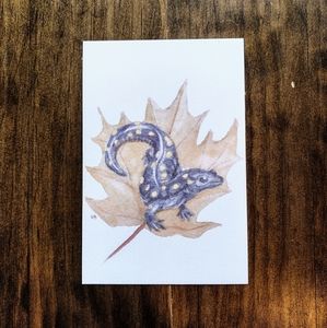 Spotted Salamander and Maple Leaf
